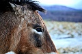 Mongolian Wild Horse 006 copyright Villayat Sunkmanitu